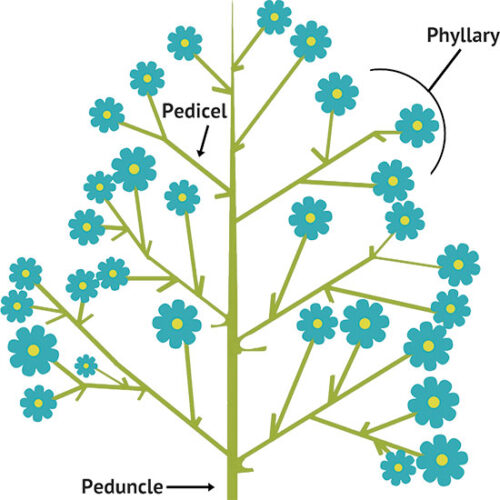 When Is a Flower an Inflorescence?